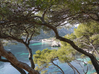 Vue au milieu des pins, Calanque de Sormiou, Marseille