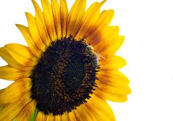 Bee pollinating a Sunflower, macro closeup