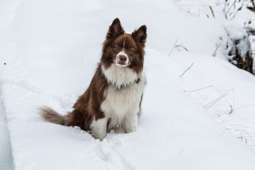 Border Collie Hund im Schnee
