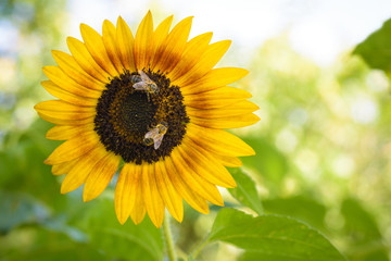 Obraz premium Bees pollinating a Sunflower, macro closeup