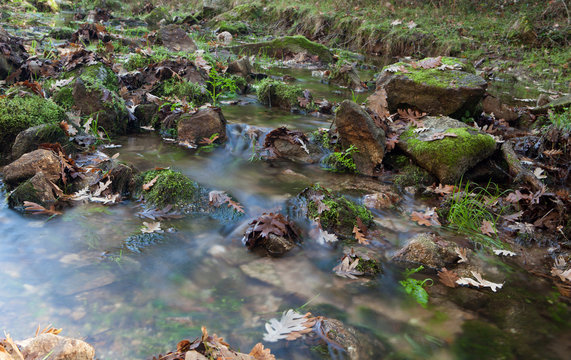 Creek with stones and leaves