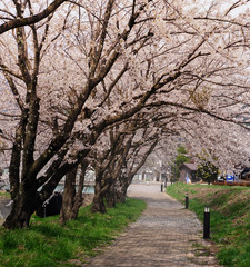 cherry blossom in the japan