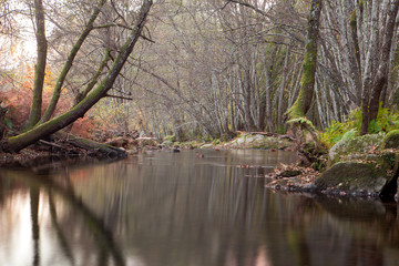 Autumn landscape with a river surrounded by trees