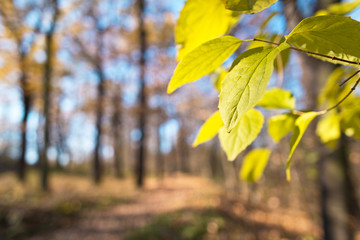 dry foliage in the forest