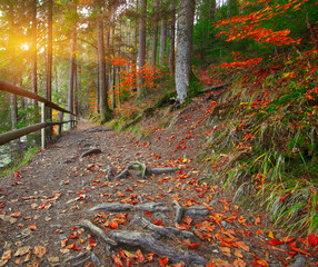 trail in autumn forest at sunset