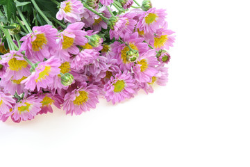 Fototapeta premium 菊