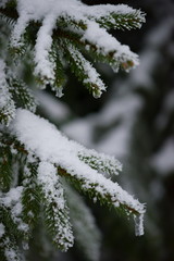 christmas evergreen pine tree covered with fresh snow