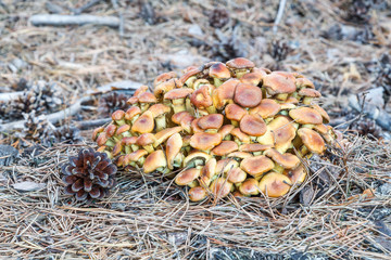 Hypholoma fasciculare. Hifoloma de láminas verdes, sobre tronco de pino cortado. La Cabrera,...