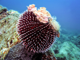 Naklejka na ściany i meble Underwater photo of Purple Sea Urchin.