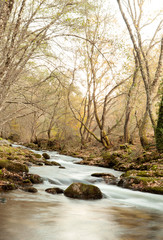 Autumn landscape with a river surrounded by trees