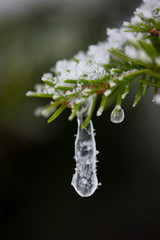 christmas evergreen pine tree covered with fresh snow