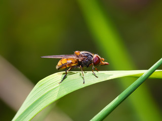 insect fly macro on leaf