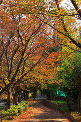 京都府　京田辺市