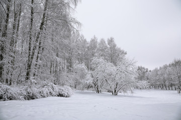 Trees with snow in winter park