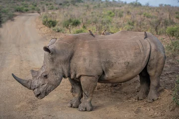 Printed roller blinds Rhino white rhino