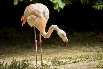 Papier Peint photo Lavable Flamant Chilean flamingo (Phoenicopterus chilensis)