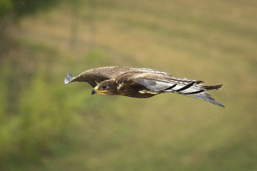 golden eagle, Aquila chrysaetos, flying