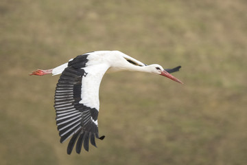 White stork (Ciconia ciconia) in flight.