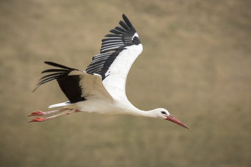 White stork (Ciconia ciconia) in flight. - obrazy, fototapety, plakaty