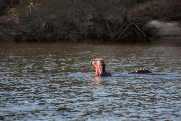 Hippo in the Zambezi