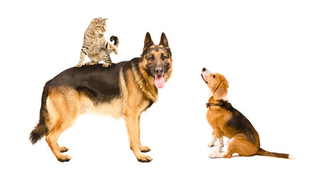 German shepherd, cat and Beagle playing together