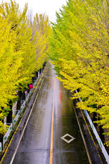 雨の銀杏並木