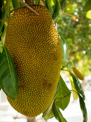Jack fruit tree