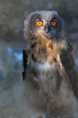 Junge Eule mit großen Augen