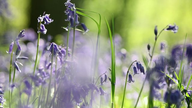 Close Up Woodland Meadow with Bluebells Flowers Waving on the Morning Breeze and Singing Birds