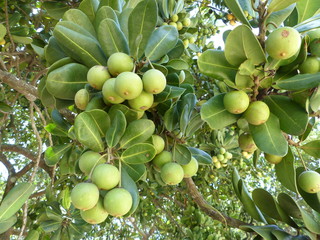 Labramia (Labramia bojeri) is a genus of plants in the family Sapotaceae described as a genus in...
