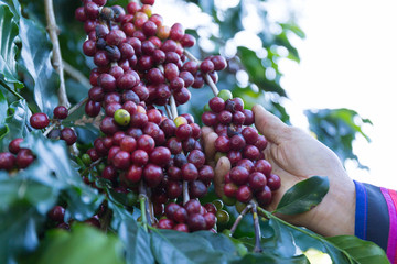 Coffee beans on the tree waiting for the store to make a drink.