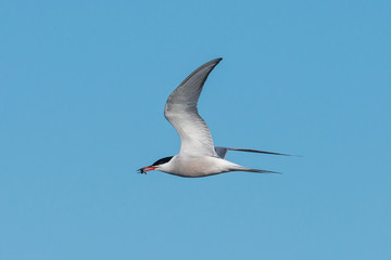 Flussseeschwalbe mit Beute