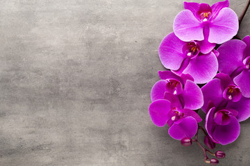 Beautiful pink orchid on a gray background.