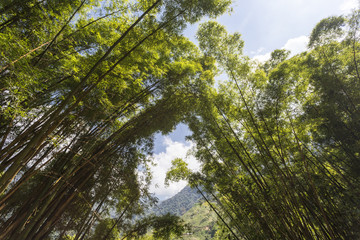 Bamboo forest in Colombia