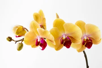 Foto op Plexiglas Orchidee Mooie gele orchidee op de witte achtergrond.