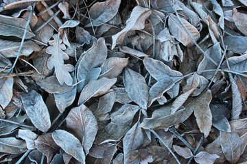 Frosty walnut leaves. Late fall background.