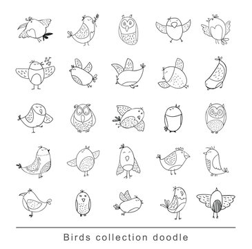 Bird Doodle Set. Vector Illustration.