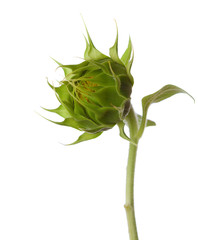 Bud of sunflower isolated on a white background