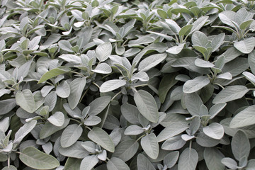 Sage (salvia officinalis) background closeup