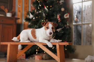 Dog breed Jack Russell Terrier holiday, Christmas and New Year