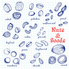 Vector Set of  Nuts and Seeds