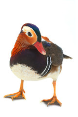 mandarin duck