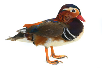 mandarin duck