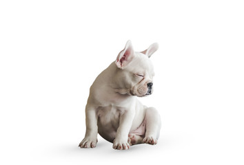 funny puppy french bulldog in front of white background