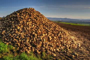 Zuckerrüben nach der Ernte