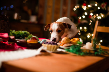 Dog breed Jack Russell Terrier holiday, Christmas and New Year