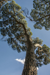 The grand pine under the blue sky