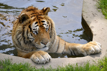Closeup of tiger (Panthera tigris) bathing in pond