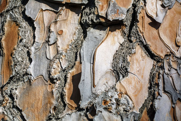 The bark of the old pine tree