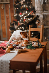 Dog breed Jack Russell Terrier holiday, Christmas and New Year © Anna Averianova